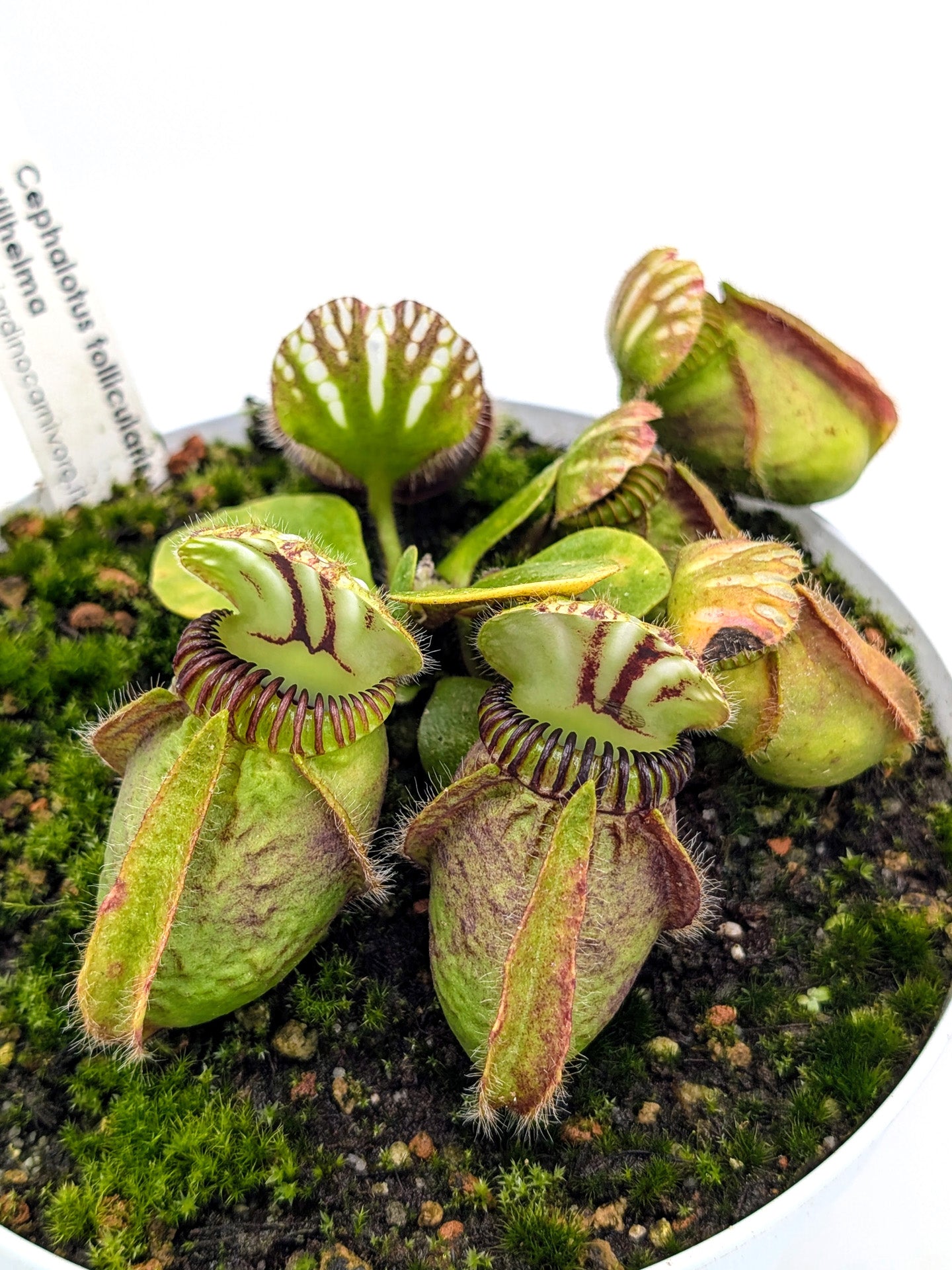 Cephalotus follicularis "Wilhelma"