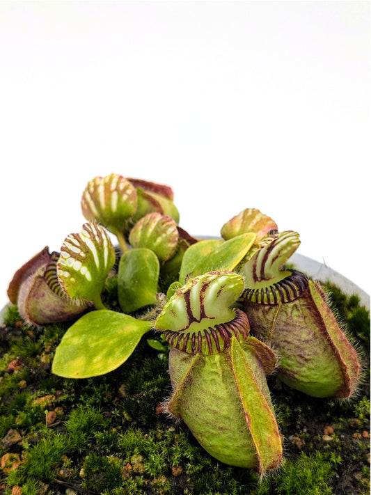 Cephalotus follicularis "Wilhelma"