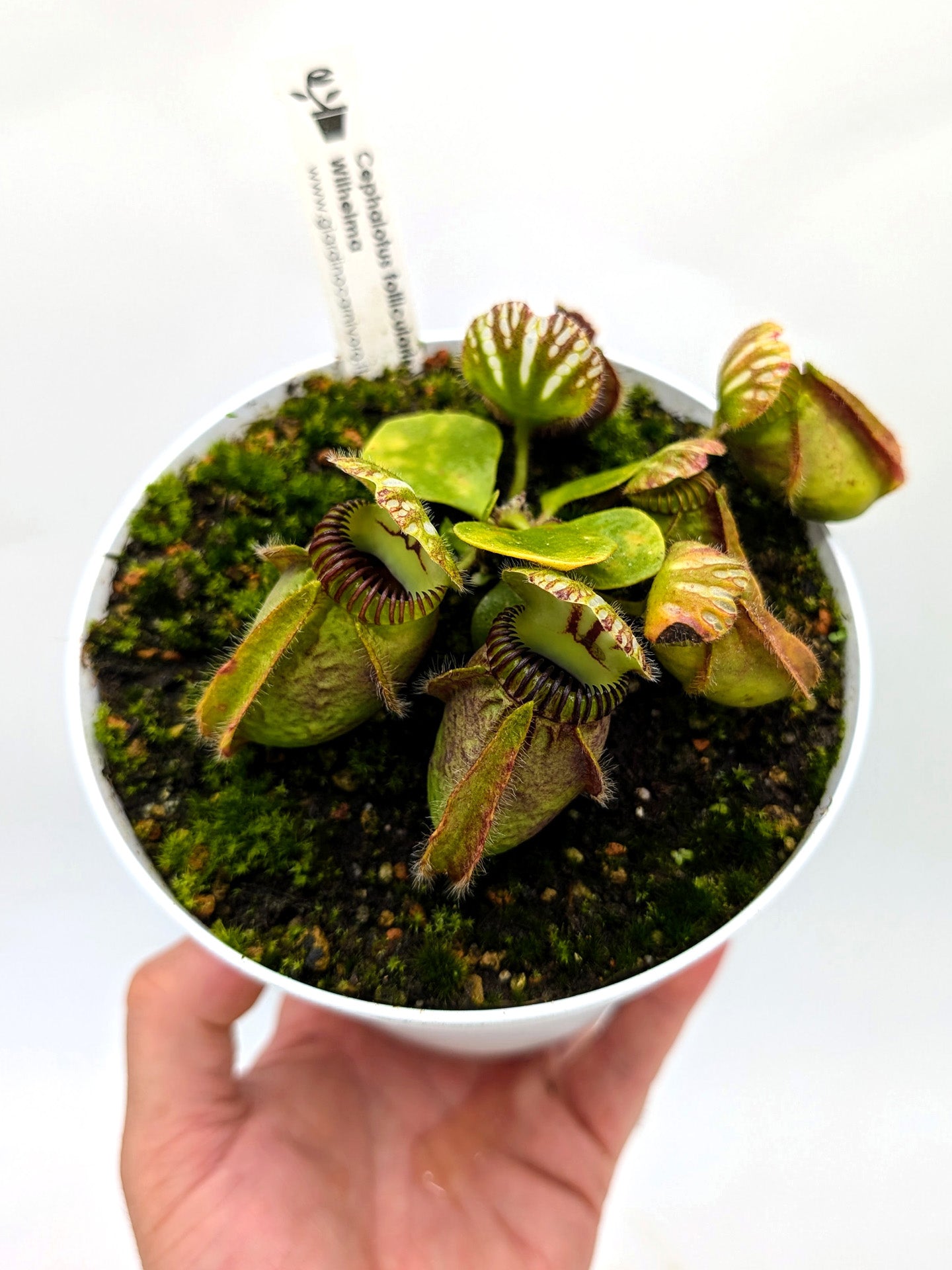 Cephalotus follicularis "Wilhelma"
