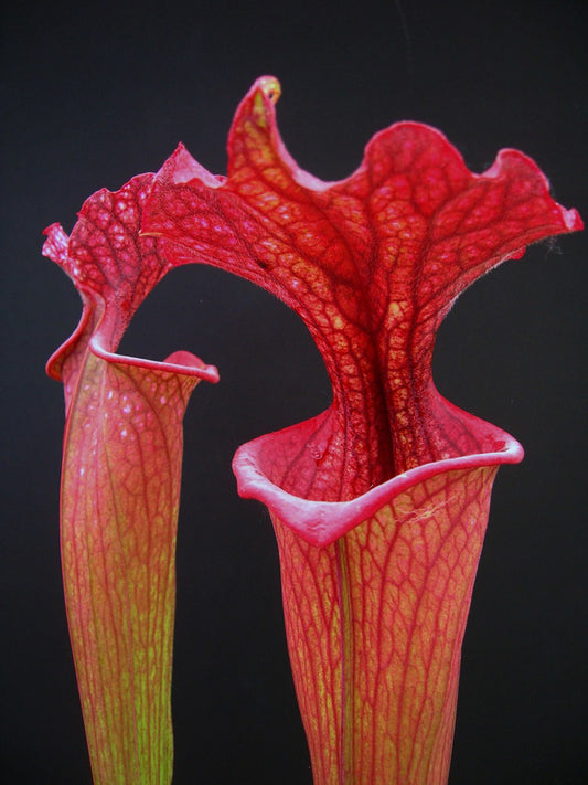 Sarracenia "Wilkerson Red"