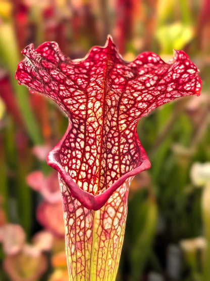 Sarracenia "Wilkerson Red" x OP