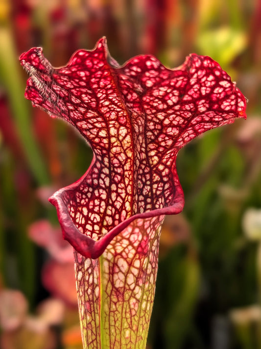 Sarracenia „Wilkerson Red“ × OP