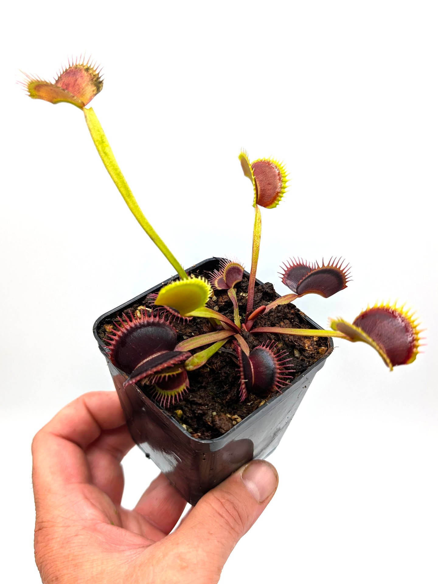 Dionaea muscipula  Wine mouth