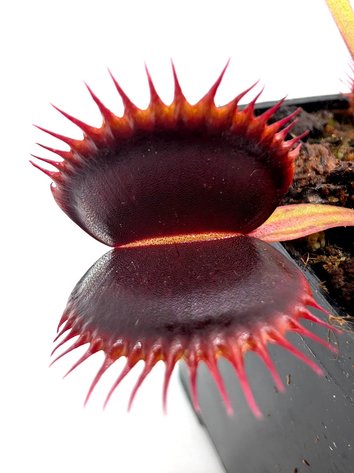 Dionaea muscipula  Wine mouth