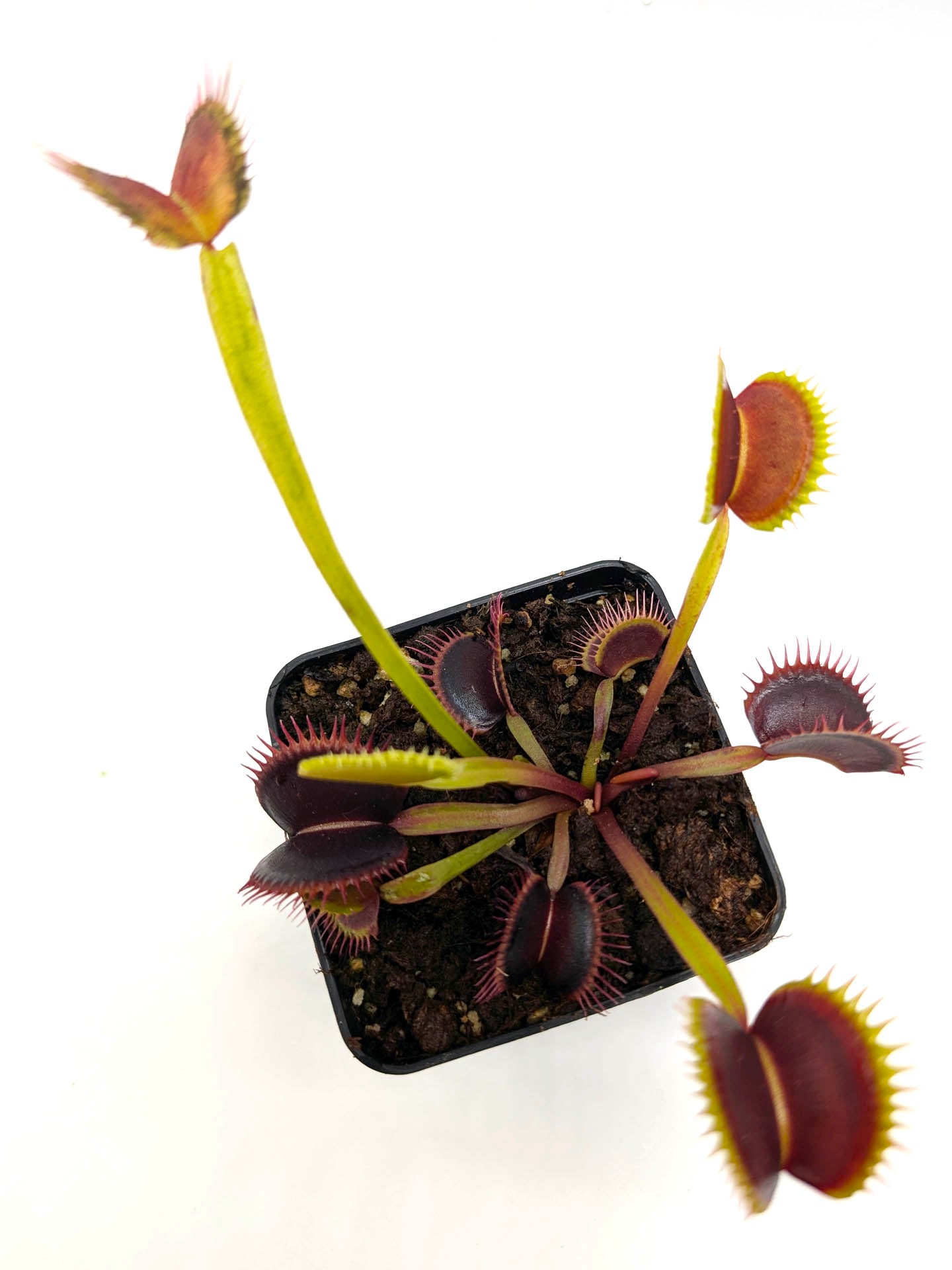 Dionaea muscipula  Wine mouth