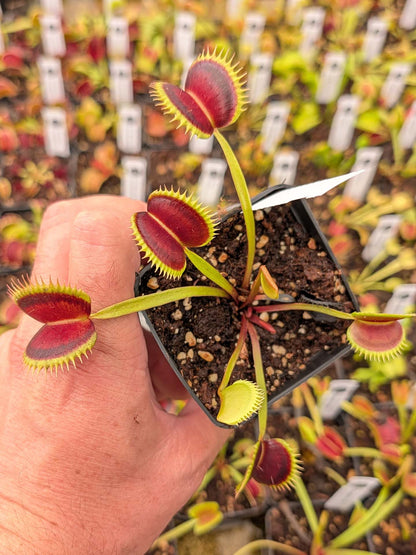 Dionaea muscipula  Wine mouth