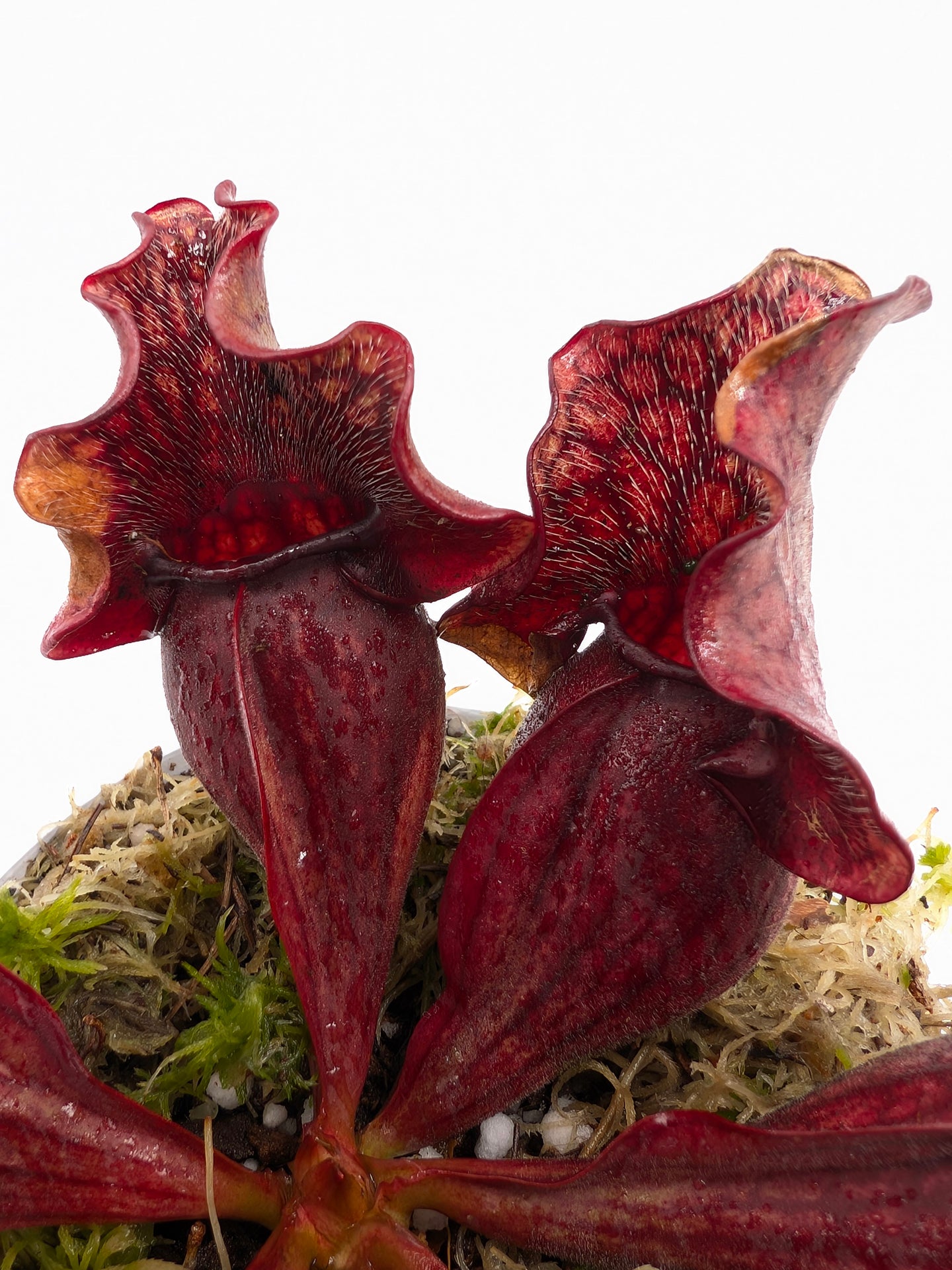 Sarracenia purpurea ssp. purpurea "Wavy Lid" Ex W.Wohrle
