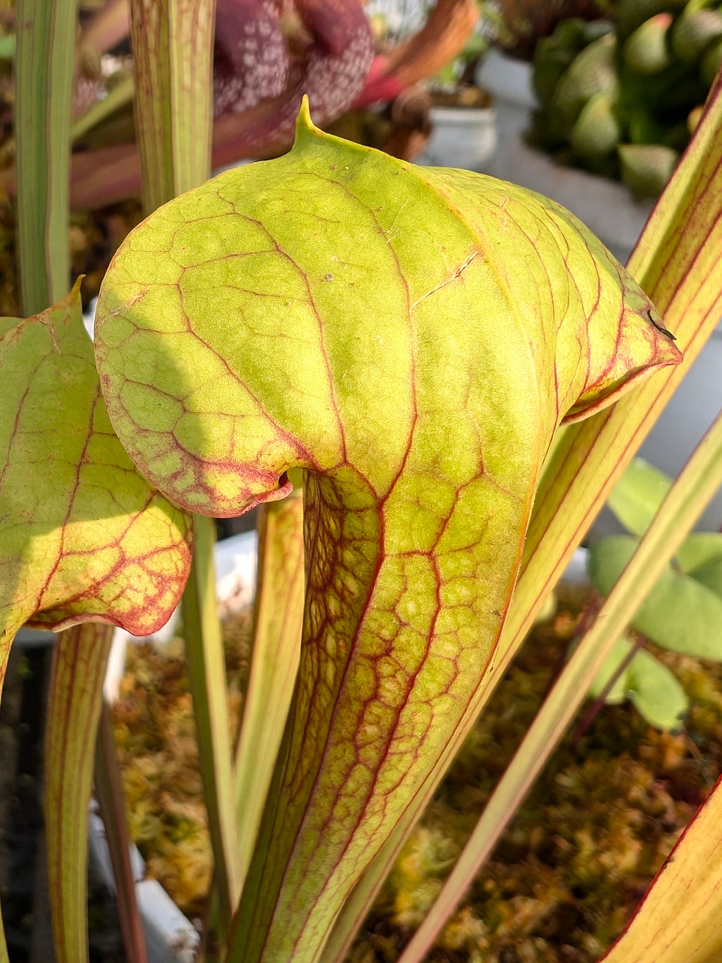 Sx wrigleyana "Pacman"