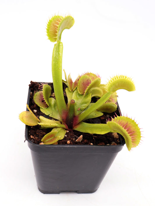 Dionaea muscipula  X3 BCP