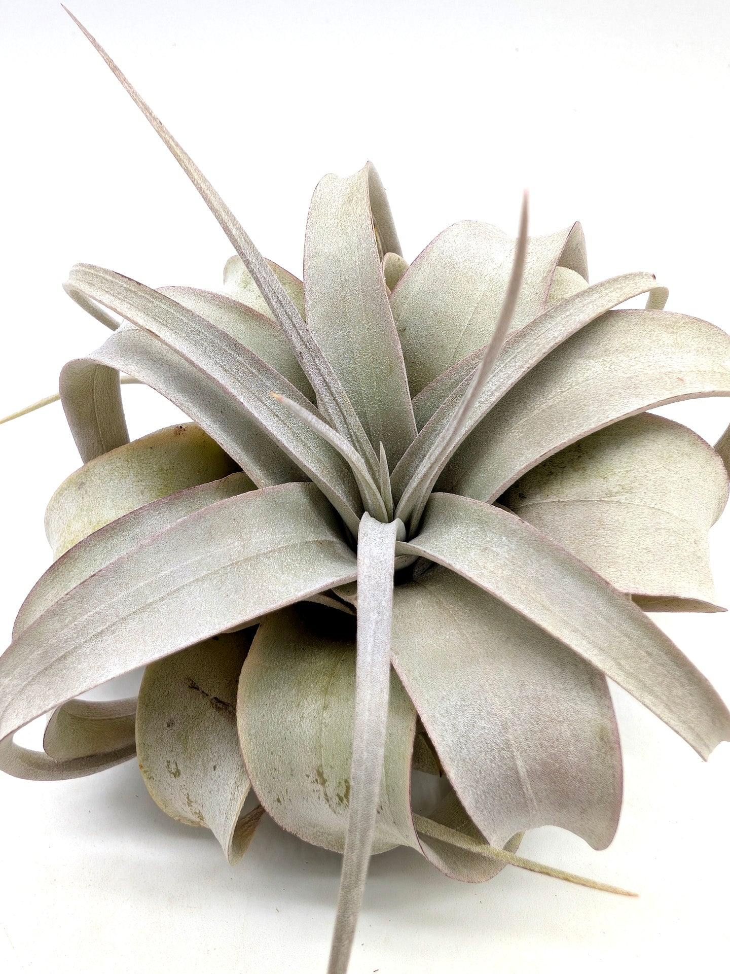 Tillandsia xerografica "Bonsai"