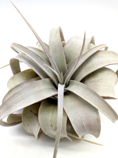 Tillandsia xerografica "Bonsai"