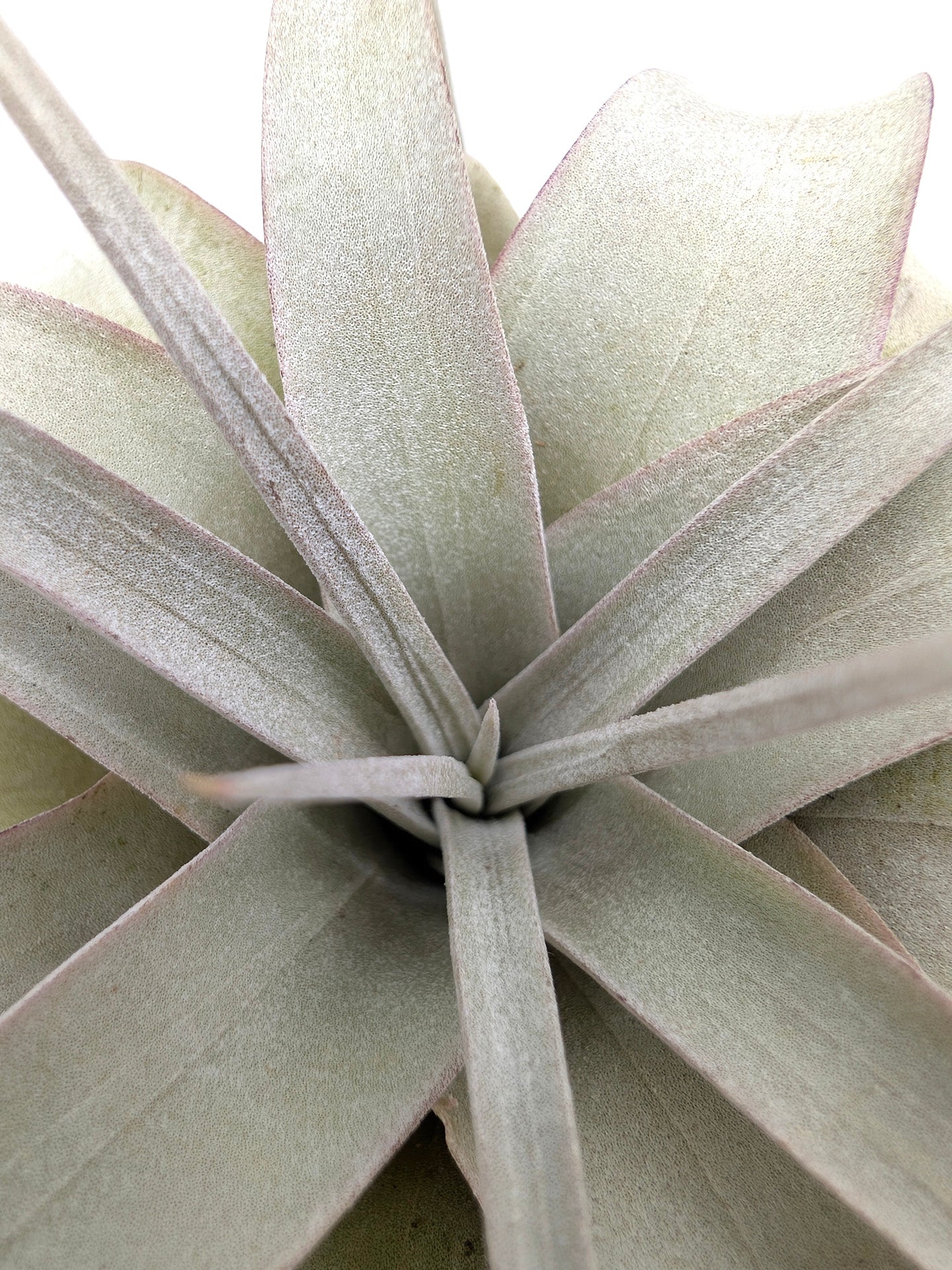 Tillandsia xerografica "Bonsai"