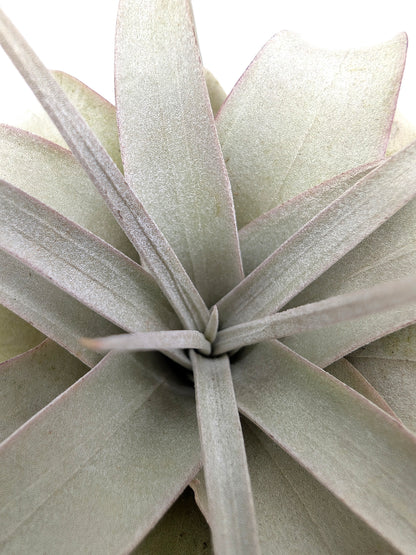 Tillandsia xerografica "Bonsai"