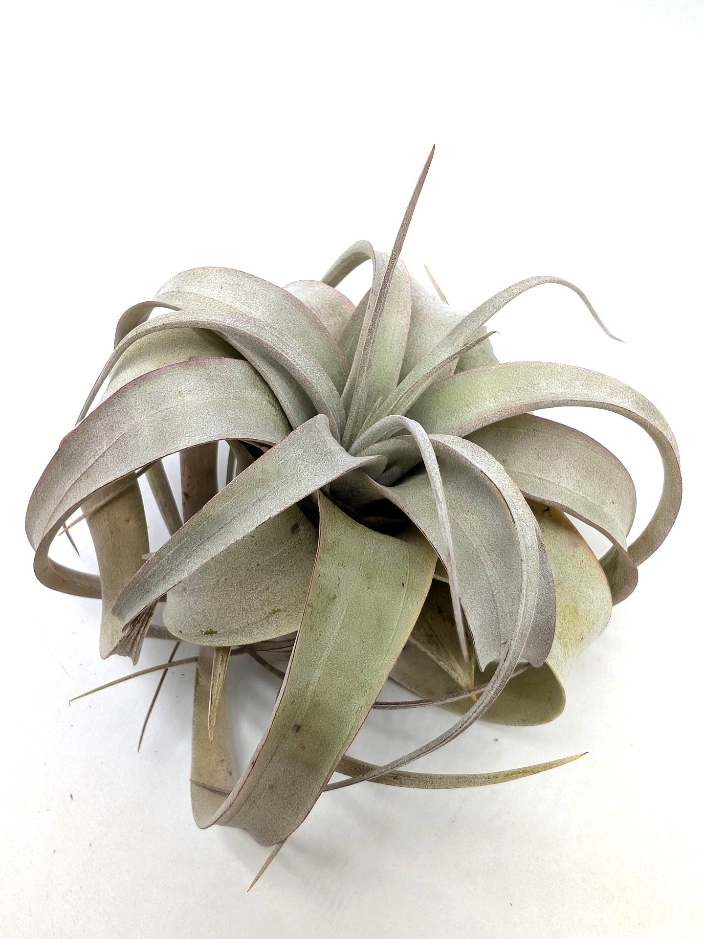 Tillandsia xerografica "Bonsai"