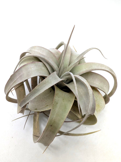 Tillandsia xerografica "Bonsai"