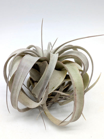 Tillandsia xerografica "Bonsai"