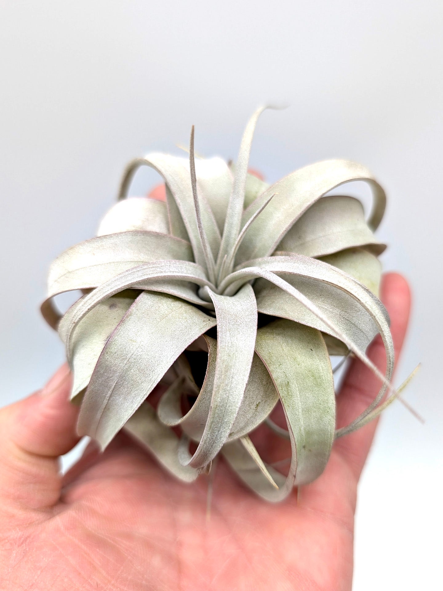 Tillandsia xerografica "Bonsai"