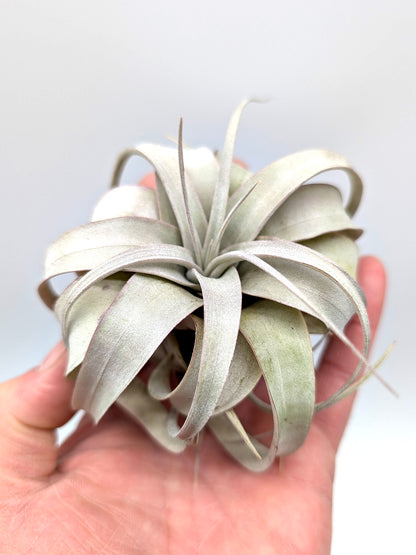 Tillandsia xerografica "Bonsai"