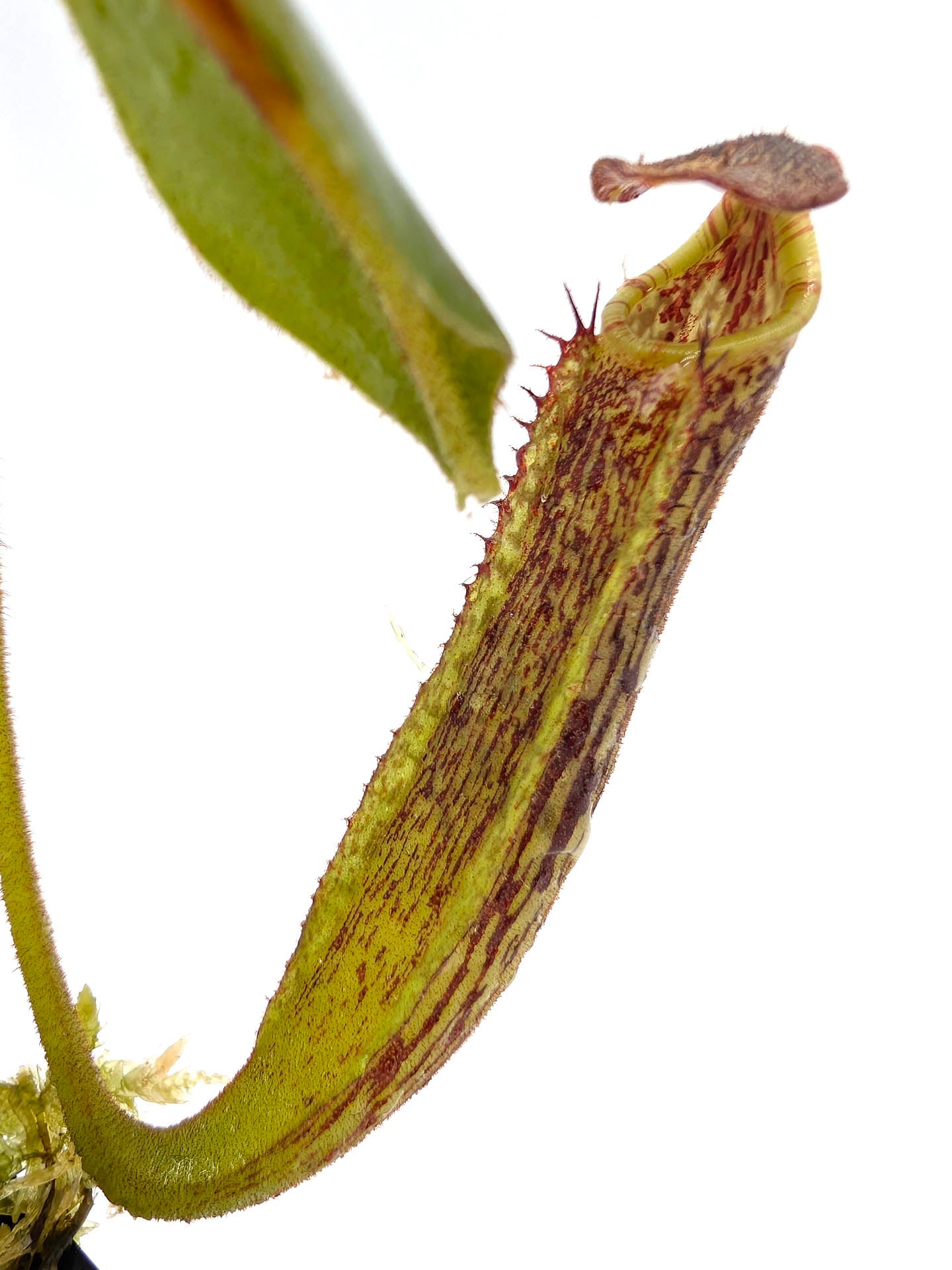 Nepenthes zakriana  Kinabalu area, Borneo