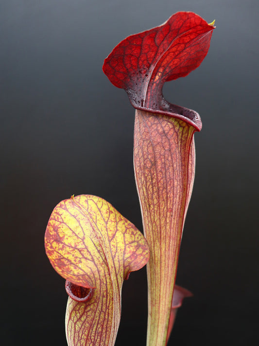 A1 GC Sarracenia alata var. nigropurpurea "Black wings"  A28 MK x A60 MK