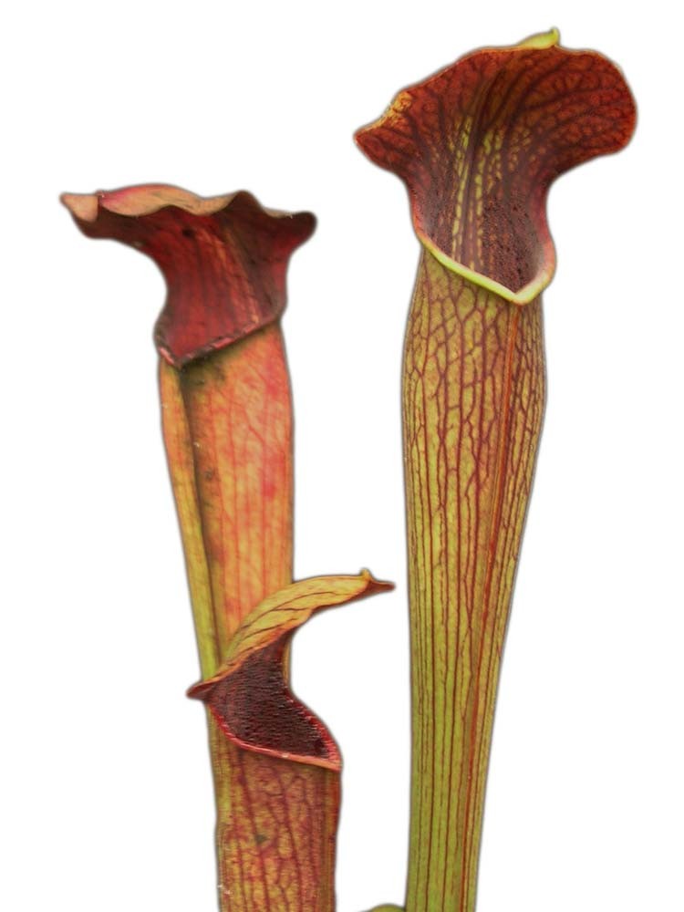 A39 MK Sarracenia alata var. nigropurpurea, purple tube, Desoto