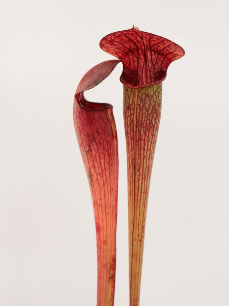 A49 MK Sarracenia alata var. ornata, heavily veined, turning all red