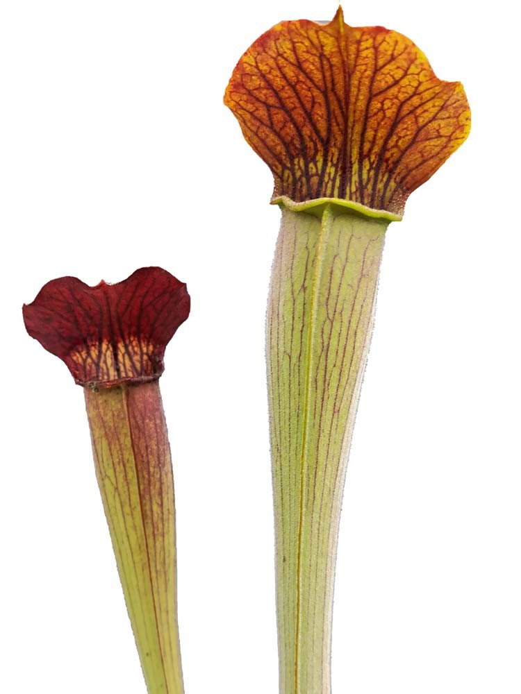 AL20 RVL Sarracenia alata var. rubrioperculata