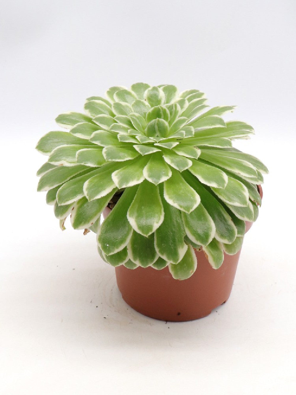 Aeonium 'Emerald Ice'  f. variegated