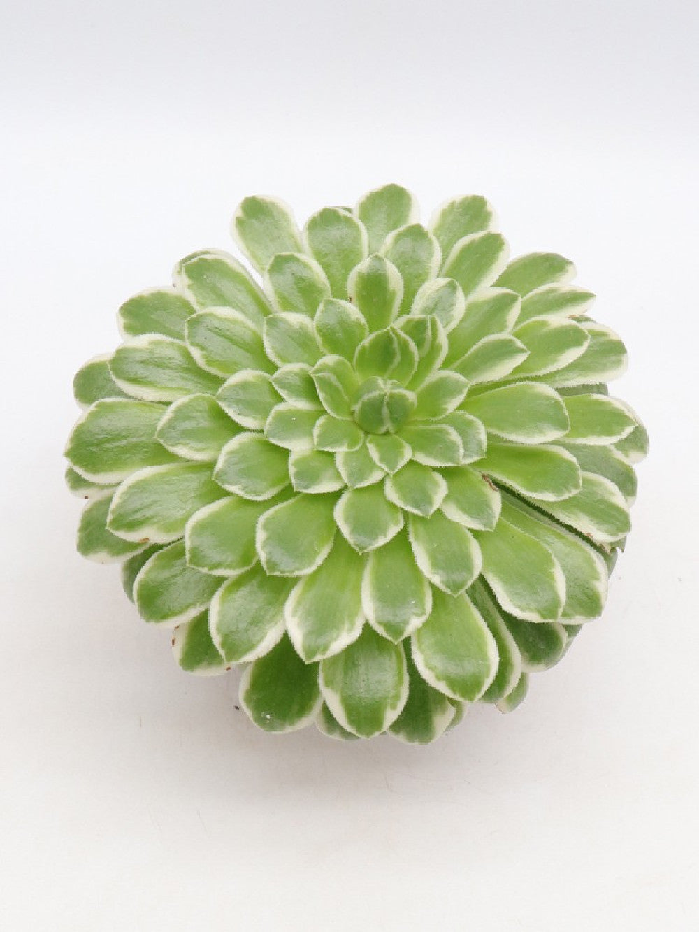 Aeonium 'Emerald Ice'  f. variegated