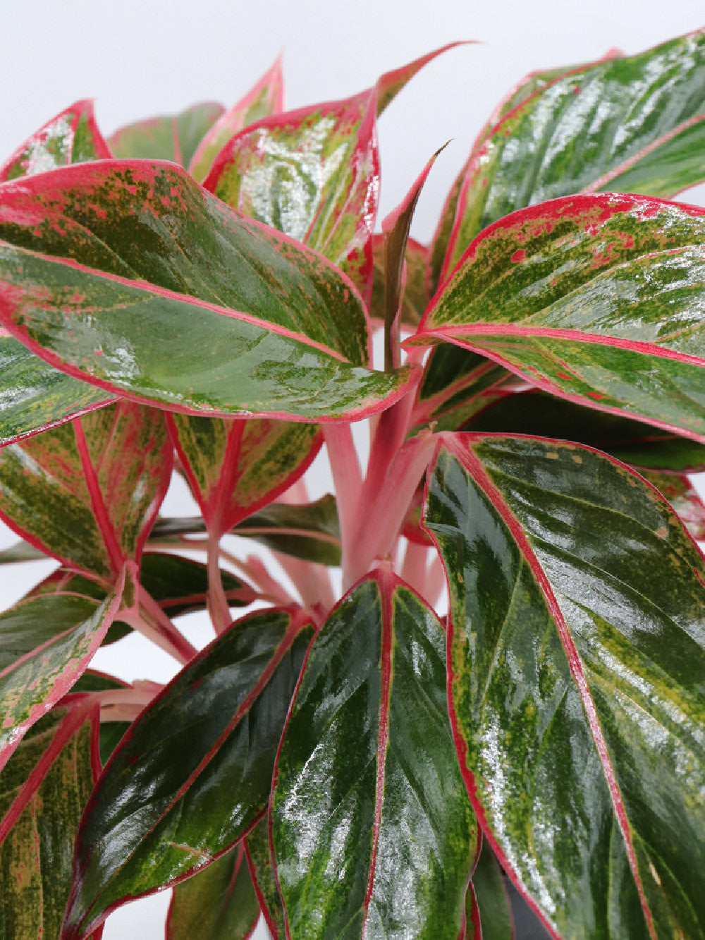 Aglaonema red Siam