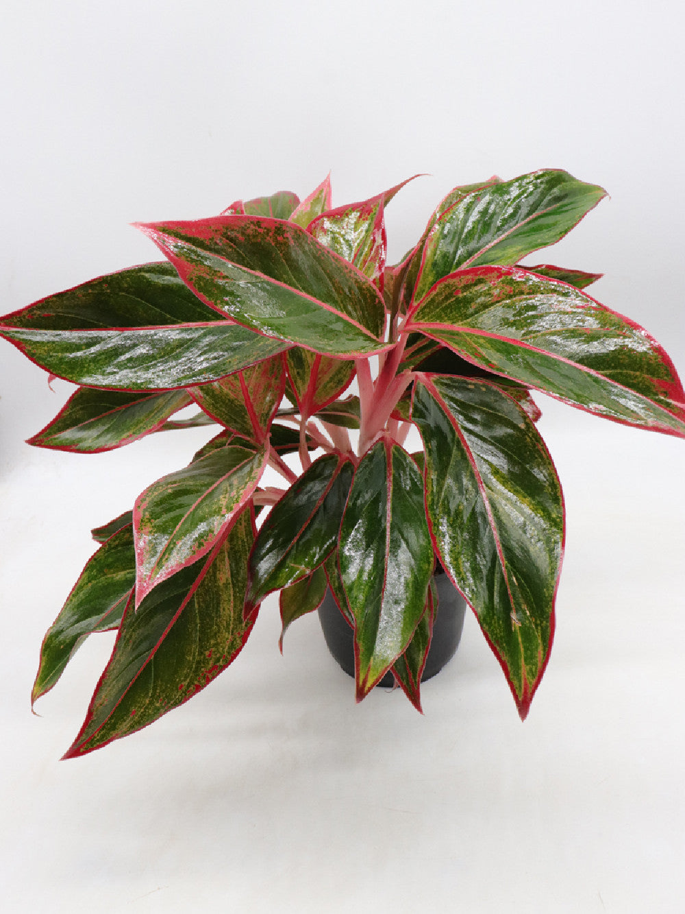 Aglaonema red Siam