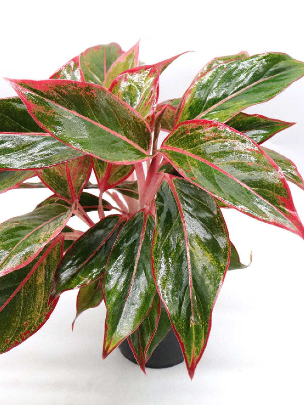 Aglaonema red Siam