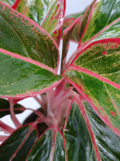 Aglaonema red Siam