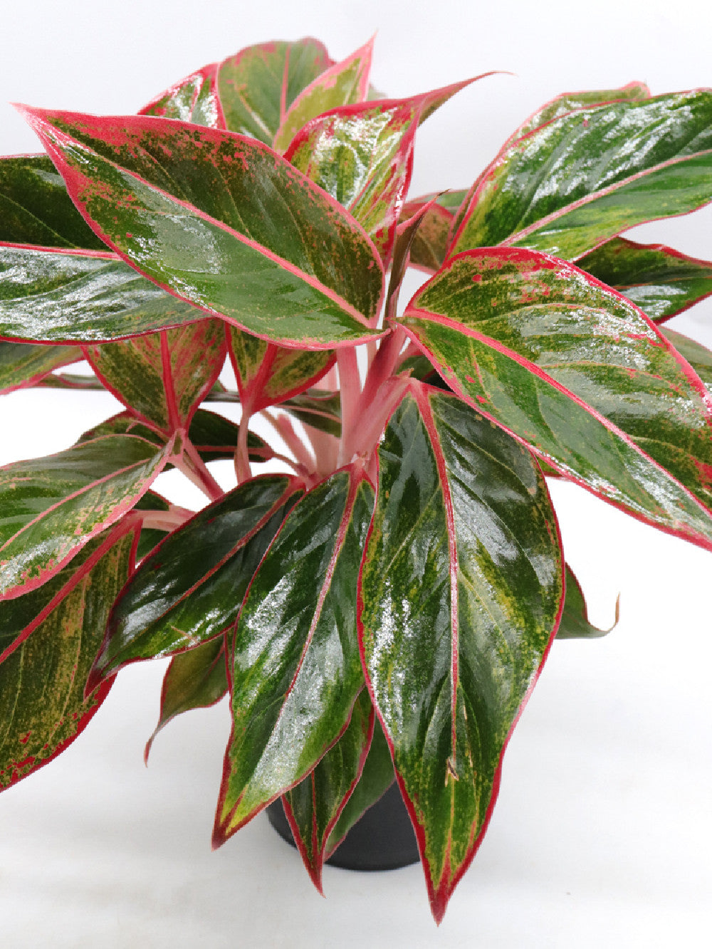 Aglaonema red Siam