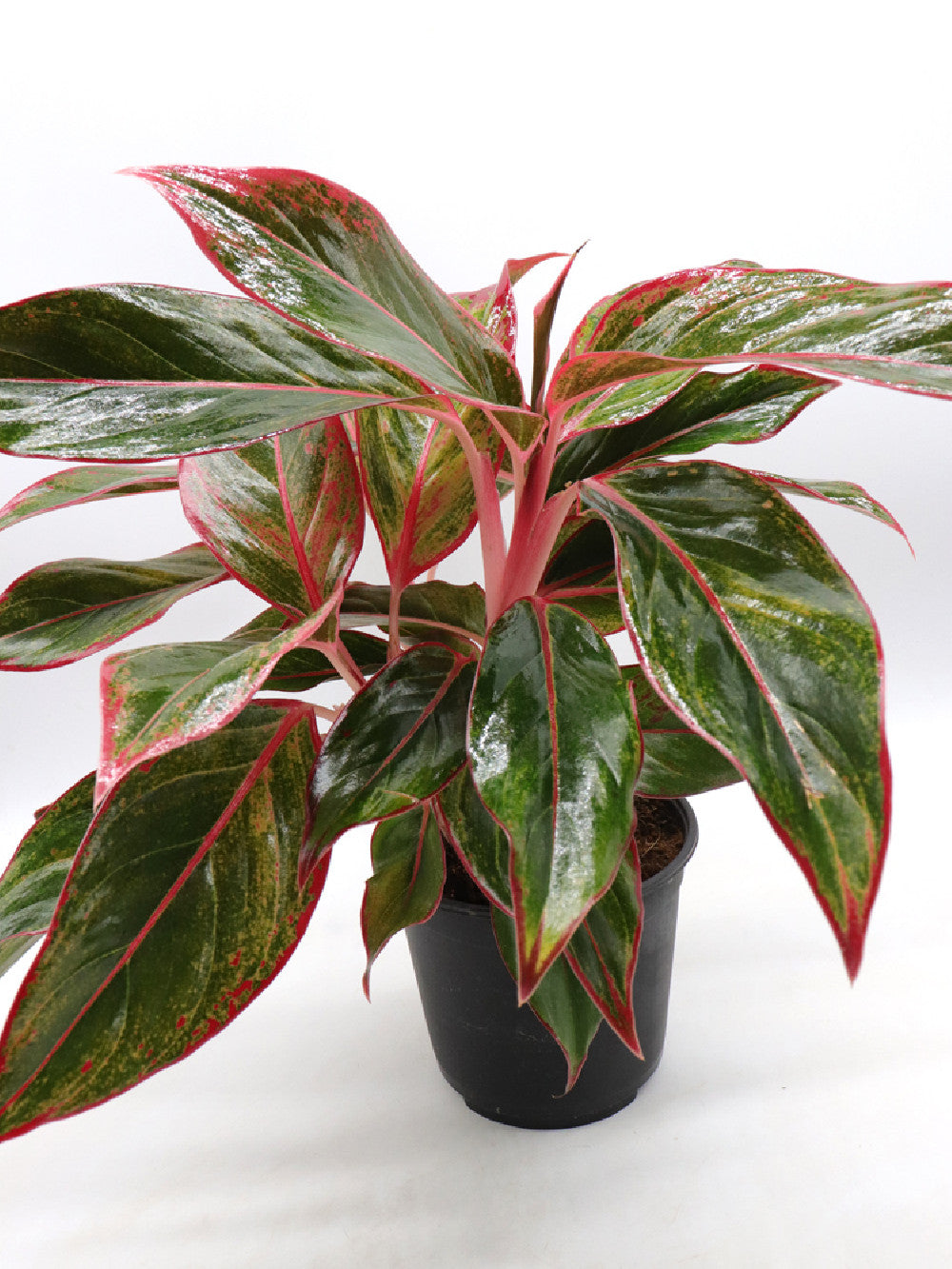 Aglaonema red Siam