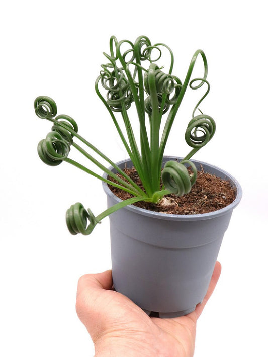 Albuca spiralis