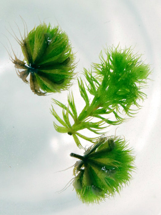 Aldrovanda vesiculosa   Danube delta, Romania