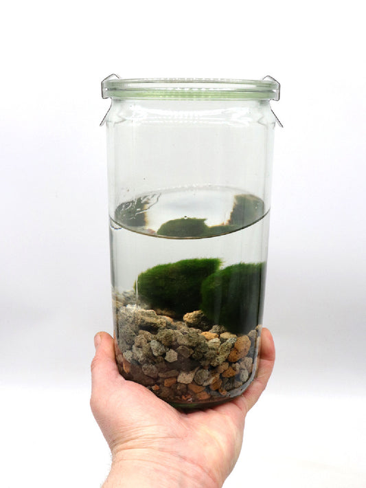Alga Marimo in glass tube  (Medium tube)