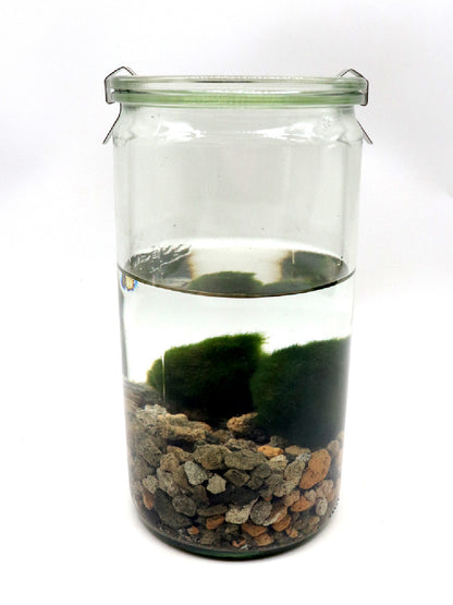 Alga Marimo in glass tube  (Medium tube)