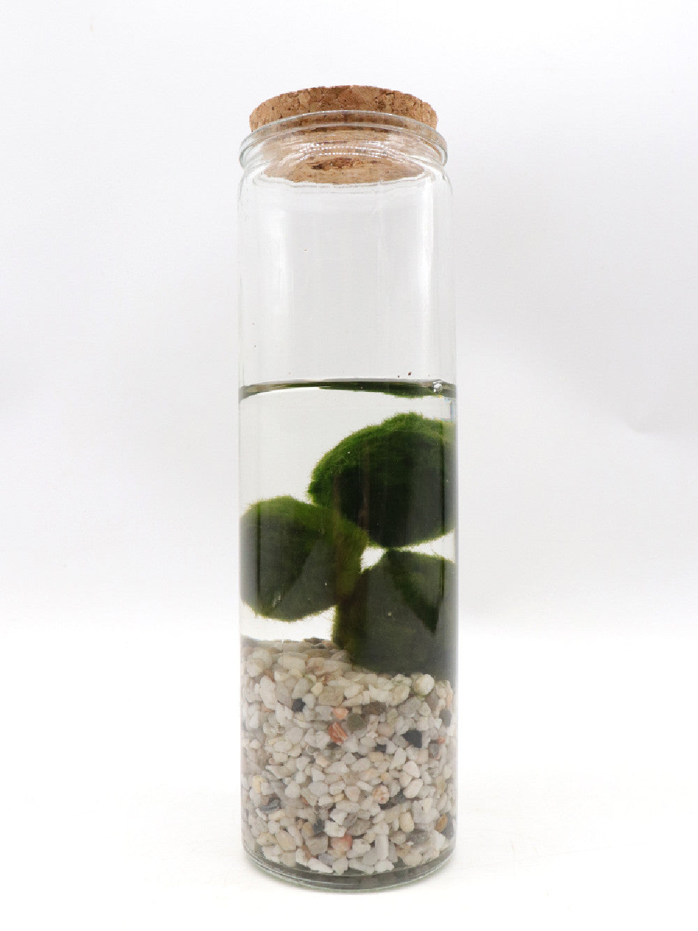 Alga Marimo in glass tube  (Slim tube)