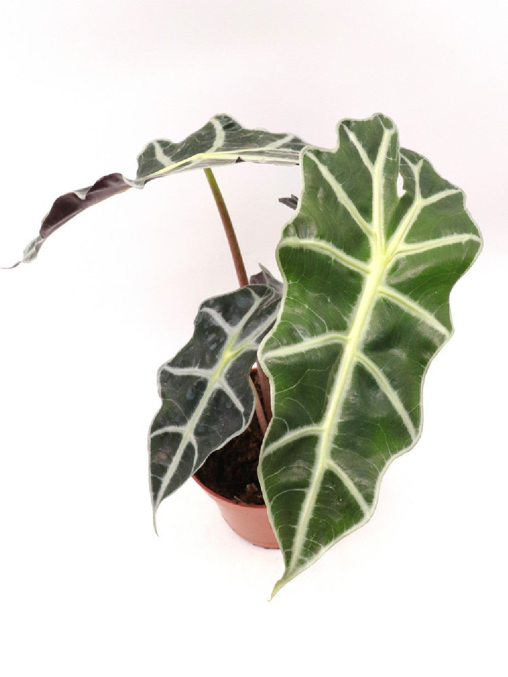 Alocasia Polly