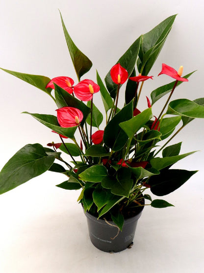 anthurium million flowers red Anthurium 'Million flowers red' – Giardino Carnivoro
