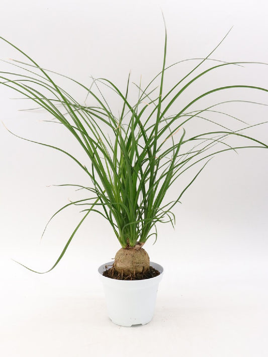 Beaucarnea recurvata