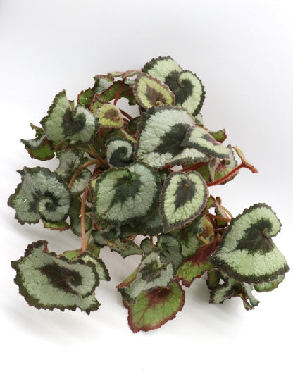 Begonia "Curly"