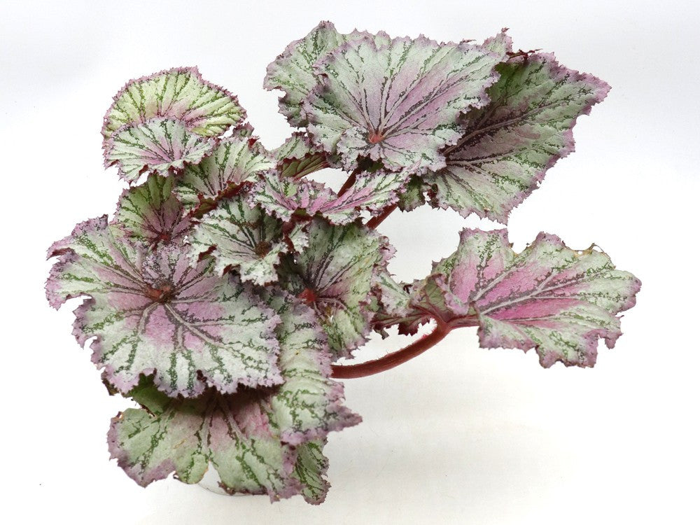 Begonia REX Special Colour