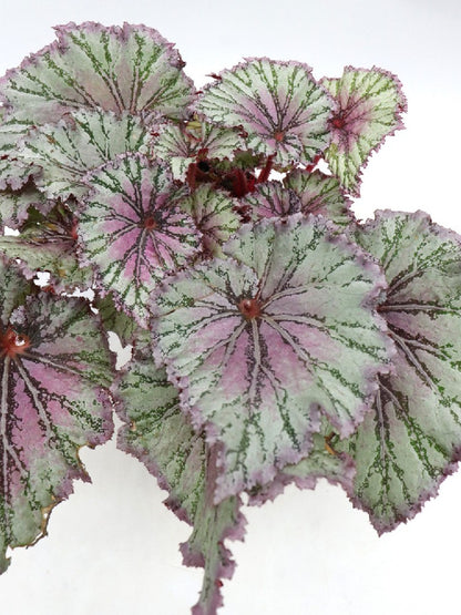 Begonia REX Special Colour