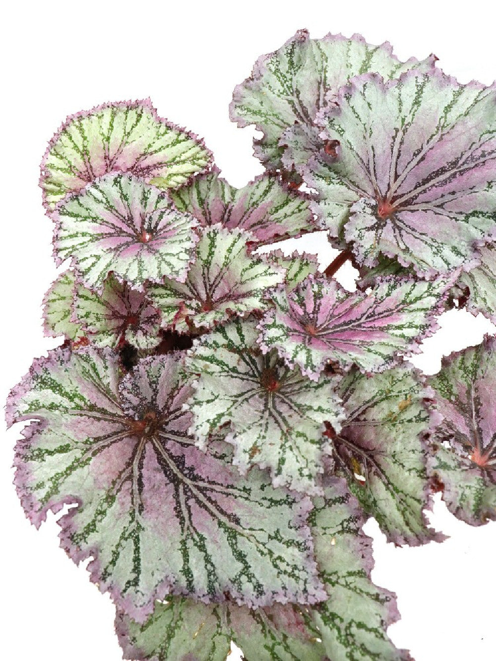 Begonia REX Special Colour