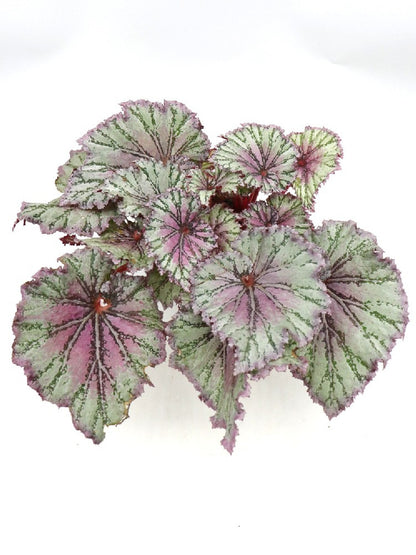 Begonia REX Special Colour