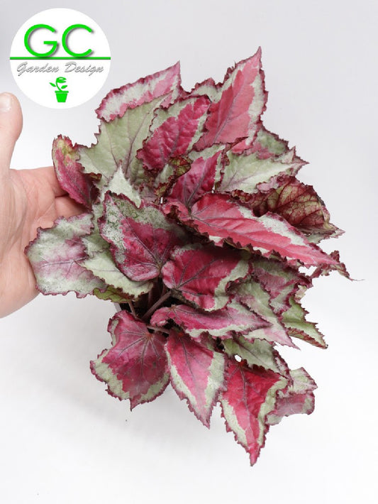 Begonia blad  Magic colours "Pink"