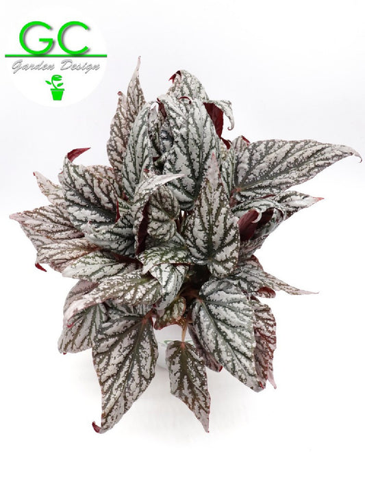 Begonia blad  Magic colours "Variegata"